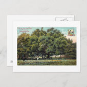  Briefkaart Oak Jacksonville Florida (Voorkant / Achterkant)