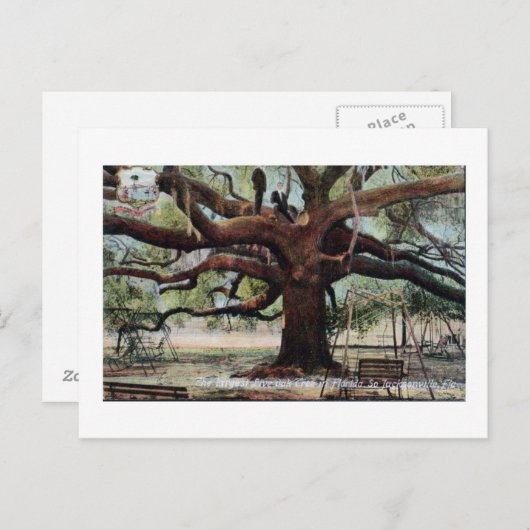  Briefkaart Oak Jacksonville Florida (Voorkant / Achterkant)