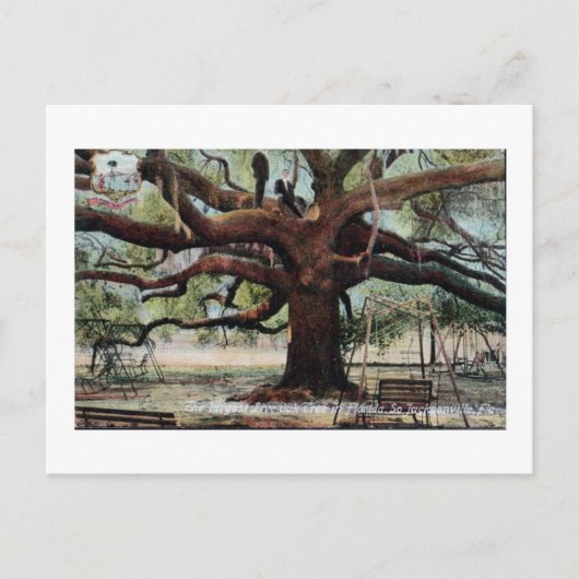  Briefkaart Oak Jacksonville Florida (Voorkant)