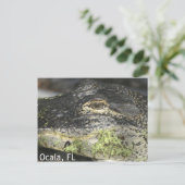 Briefkaart Ocala Gator (Staand voorkant)