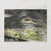 Briefkaart Ocala Gator (Voorkant)