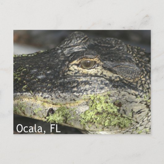 Briefkaart Ocala Gator (Voorkant)