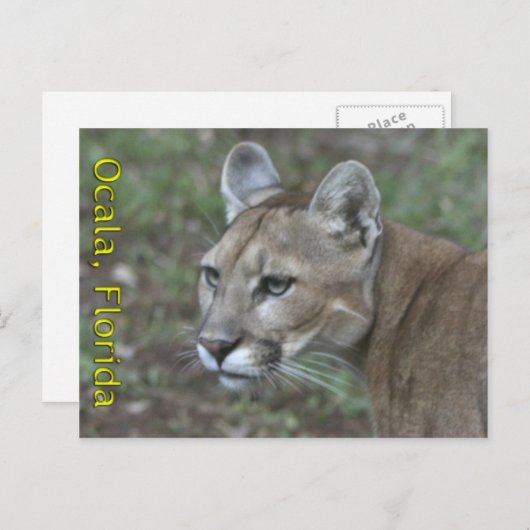 Briefkaart Ocala Panther (Voorkant / Achterkant)