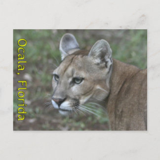 Briefkaart Ocala Panther