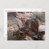 Briefkaart: Ocelot Briefkaart (Voorkant / Achterkant)