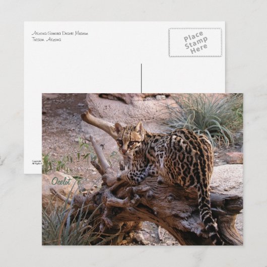 Briefkaart: Ocelot Briefkaart (Voorkant / Achterkant)