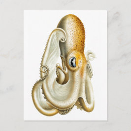 briefkaart "OCTOPUS" SEALIFE