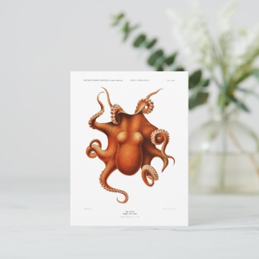 briefkaart "OCTOPUS" SEALIFE (Staand voorkant)