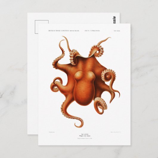 briefkaart "OCTOPUS" SEALIFE (Voorkant / Achterkant)