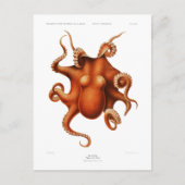 briefkaart "OCTOPUS" SEALIFE (Voorkant)