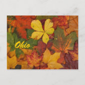 Briefkaart Ohio Autumn Leaves (Voorkant)