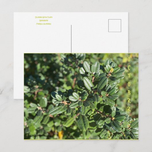 Briefkaart OKTOBER (Voorkant / Achterkant)