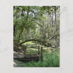 Briefkaart - Old Florida