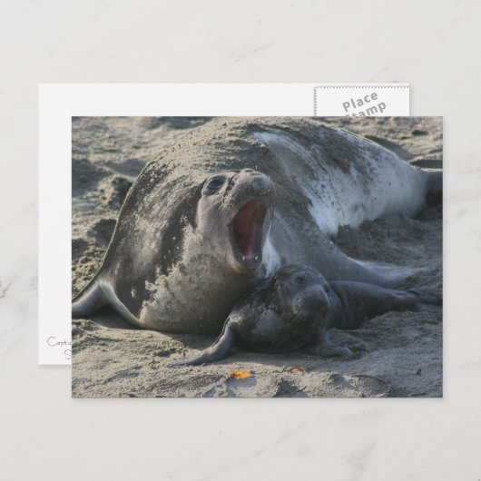 BRIEFKAART - olifantenzegel (Voorkant / Achterkant)