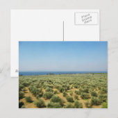 Briefkaart olijfbomen (Voorkant / Achterkant)