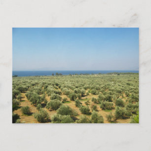 Briefkaart olijfbomen