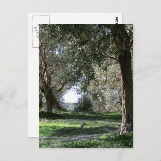 Briefkaart olijven (Voorkant / Achterkant)