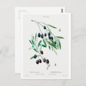 BRIEFKAART "OLIJVEN" VAN REDOUTÉ BOTANICAL (Voorkant / Achterkant)