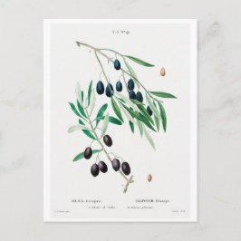 BRIEFKAART "OLIJVEN" VAN REDOUTÉ BOTANICAL