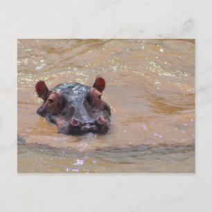 Briefkaart onder Hippo