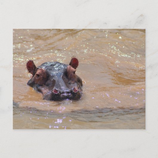 Briefkaart onder Hippo (Voorkant)