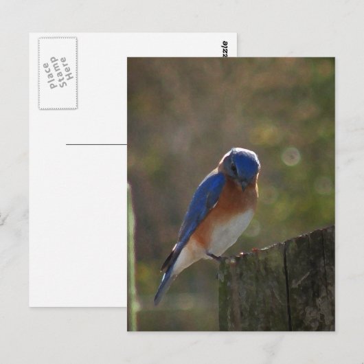 Briefkaart Oost-Blauwvogel (Voorkant / Achterkant)