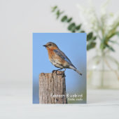 Briefkaart Oost-Blauwvogel (Staand voorkant)