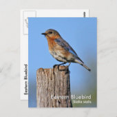 Briefkaart Oost-Blauwvogel (Voorkant / Achterkant)