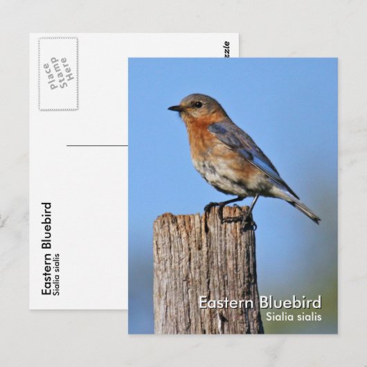 Briefkaart Oost-Blauwvogel (Voorkant / Achterkant)