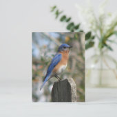 Briefkaart Oost-Bluebird Male (Staand voorkant)