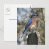 Briefkaart Oost-Bluebird Male (Voorkant / Achterkant)