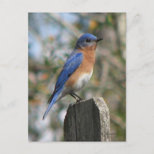 Briefkaart Oost-Bluebird Male