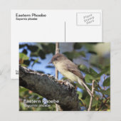 Briefkaart Oost-Phoebe (Voorkant / Achterkant)