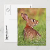 Briefkaart Oostelijke katoenstaart (Voorkant / Achterkant)