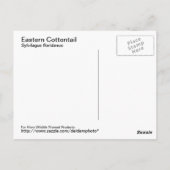 Briefkaart Oostelijke katoenstaart (Achterkant)