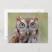 Briefkaart oostelijke schroevendraaien (Voorkant / Achterkant)