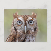 Briefkaart oostelijke schroevendraaien (Voorkant)