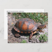 Briefkaart oosterbox schildpad (Voorkant / Achterkant)