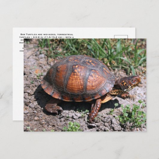 Briefkaart oosterbox schildpad (Voorkant / Achterkant)