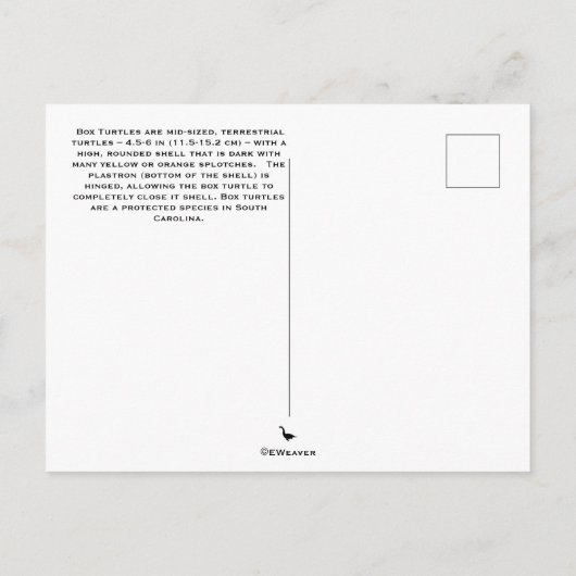 Briefkaart oosterbox schildpad (Achterkant)