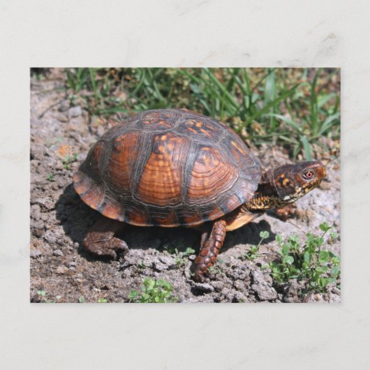 Briefkaart oosterbox schildpad (Voorkant)