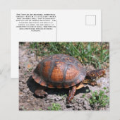 Briefkaart oosterbox schildpad (Voorkant / Achterkant)
