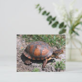 Briefkaart oosterbox schildpad (Staand voorkant)