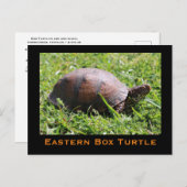 Briefkaart oosterbox schildpad (Voorkant / Achterkant)