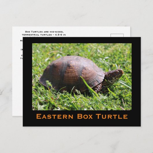 Briefkaart oosterbox schildpad (Voorkant / Achterkant)
