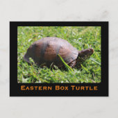 Briefkaart oosterbox schildpad (Voorkant)