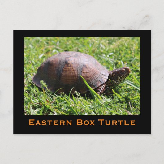 Briefkaart oosterbox schildpad (Voorkant)