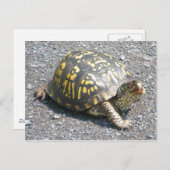 Briefkaart oosterbox schildpad (Voorkant / Achterkant)