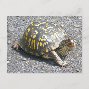 Briefkaart oosterbox schildpad