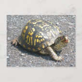 Briefkaart oosterbox schildpad (Voorkant)